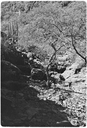 Rancher leading a mule in the Rancho San Martín area