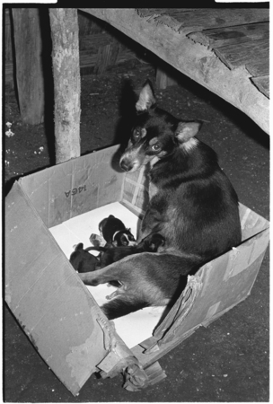 Dog with puppies.