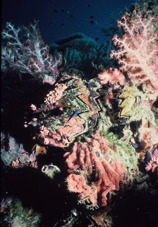 Tridacna clams on coral reef
