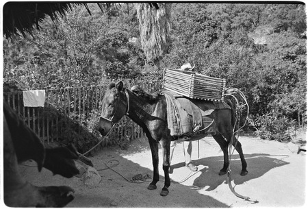 Packing mule in Cape Sierra