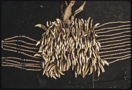 Manus: wealth item, a belt made of dogs&#39; teeth (some incised) and strands of shell money, Pere village