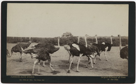 [Ostrich farm photograph]