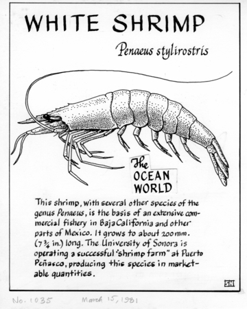 White shrimp: Penaeus stylirostris (illustration from &quot;The Ocean World&quot;)