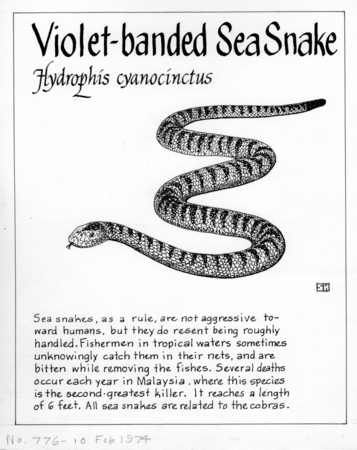 Violet-banded sea snake: Hydrophis cyanocinctus (illustration from &quot;The Ocean World&quot;)