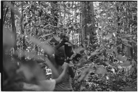 Hunting: Kalam man holds small marsupial, Korumbon area