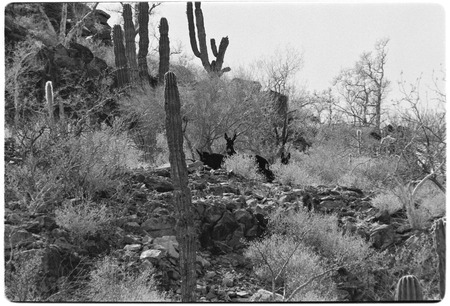 Mules on trail between Rancho Santa Marta and Rancho San Gregorio