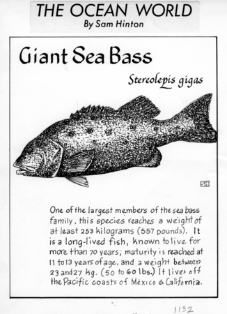 Giant sea bass: Stereolepis gigas (illustration from &quot;The Ocean World&quot;)