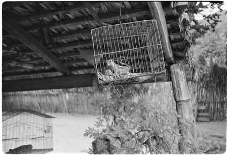 Captive squirrel at ranch in the Cape Sierra