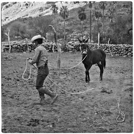 Mule breaking at Rancho San Nicolás