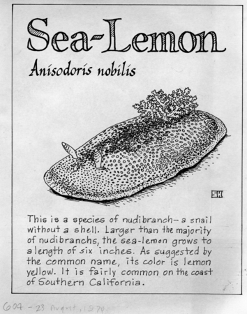 Sea-lemon: Anisodoris nobilis (illustration from &quot;The Ocean World&quot;)
