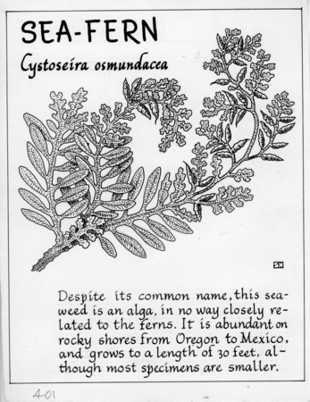 Sea-fern: Cystoseira osmundacea (illustration from &quot;The Ocean World&quot;)
