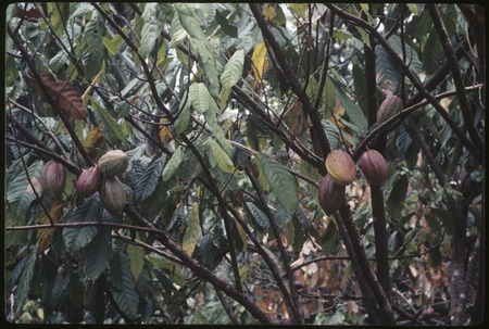 Siar Plantation, cocoa pods on trees