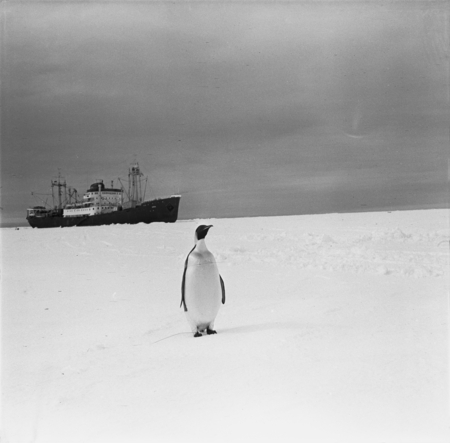 Emperor penguin and Ob ship