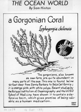 A gorgonian coral: Leptogorgia chilensis (illustration from &quot;The Ocean World&quot;)