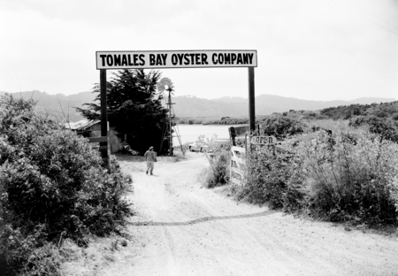 Tomales Bay Oyster Company, along Route 1 North of Pt. Reyes (town). Fattened for market the Virginia oyster, Crassostera ...
