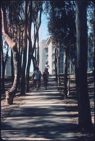 Walkway through eucalyptus grove, looking toward John Muir College