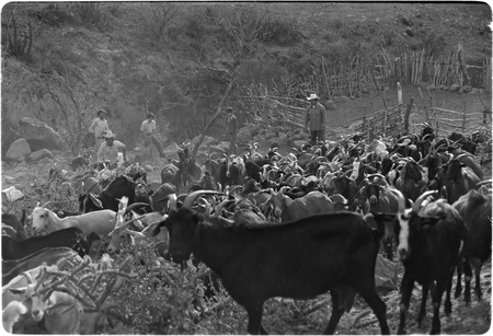 Goats leaving their pen at Rancho Las Jícamas