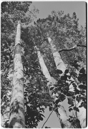 Güéribo trees (Populus brandegeei) in the Cape Sierra