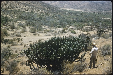 Cochal (Myrtillocactus cochal), on road to Los Conejos