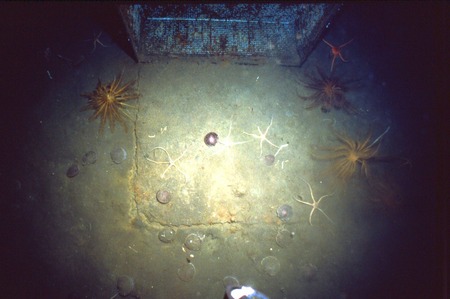 Under an exclusion cage at New Harbor, during Paul Dayton&#39;s benthic ecology research project. near McMurdo Station, Antarc...