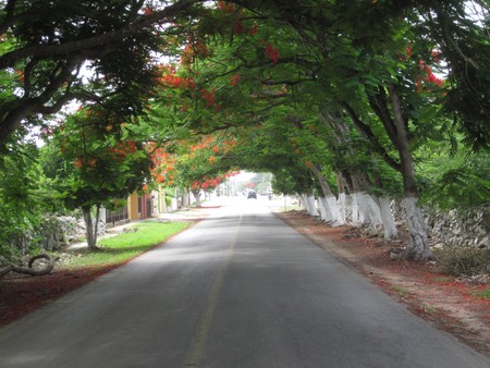 Akil Tree Lined Road