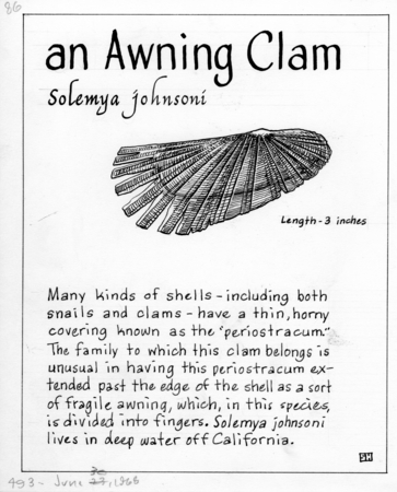 Awning clam: Solemya johnsoni (illustration from &quot;The Ocean World&quot;)