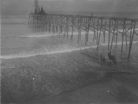 A team of mules aiding workers during construction of the original pier at the Scripps Institution of Oceanography. 1915.