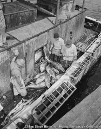 Fishermen unloading tuna from refrigerated hold of boat, San Diego harbor