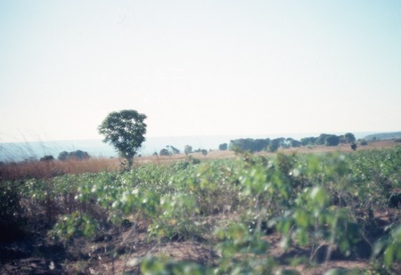 Cassava garden in Nsama, Kaputa District, Northern Province