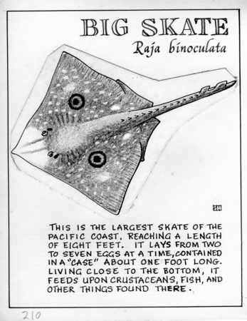 Big skate: Raja binoculata (illustration from &quot;The Ocean World&quot;)