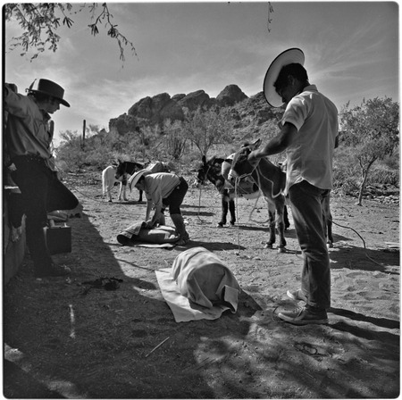 Packing burros at Rancho La Trinidad in arroyo of Mulegé
