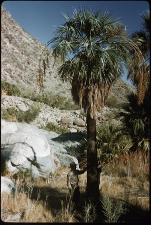 Blue Palm (Erythea armata) in Guadalupe Canyon
