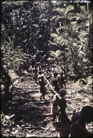 Canoe-building: men work together to pull the roughly shaped canoe from forest, using long vine &#39;duku&#39;