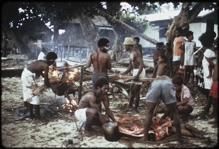 Manus: food preparation, men singe bristles off pig and butcher another pig on the ground