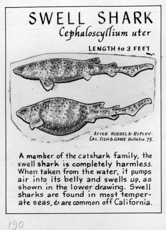 Swell shark: Cephaloscyllium uter (illustration from &quot;The Ocean World&quot;)