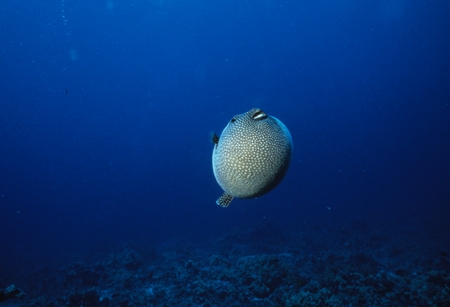 Puffer fish off the coast of Hawaii