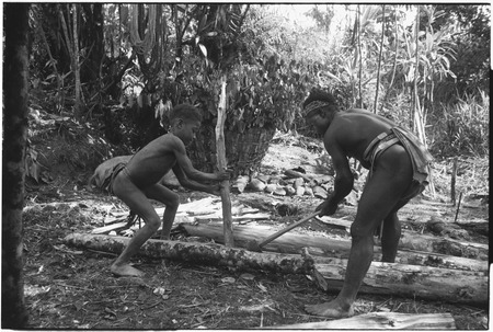 Pig festival, pig sacrifice, Tsembaga: in ancestral shirne, man and boy split logs, above ground oven and sacrifical pig i...