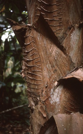 Curled layers of bark along trunk