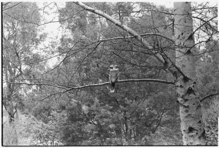 Kookaburra in tree.