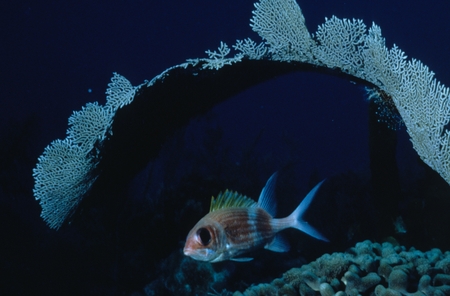 Fish swimming under sea fan coral