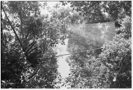 Bird net trap ('abe) in trees manned by Bui'a.