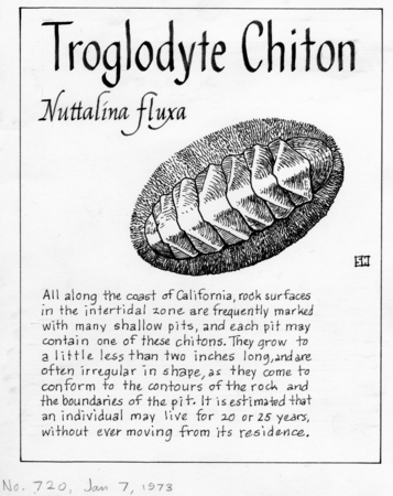 Troglodyte chiton: Nuttalina fluxa (illustration from &quot;The Ocean World&quot;)