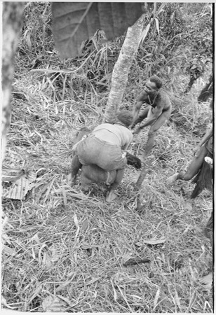Returned laborers, purification ritual: returned laborer holds pig during sacrifice for ancestors