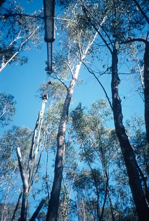 Trees: view of tree being set by crane into concrete foundation during installation in eucalyptus grove
