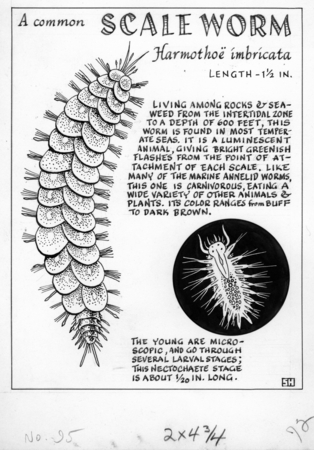 A common scaleworm: Harmothoe imbricata (illustration from &quot;The Ocean World&quot;)