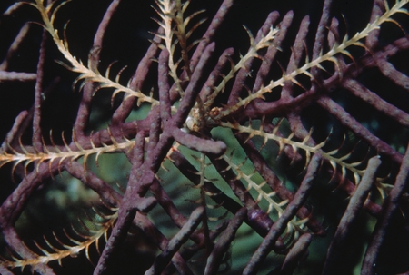 Crinoid, commonly known as a sea lily, in purple coral