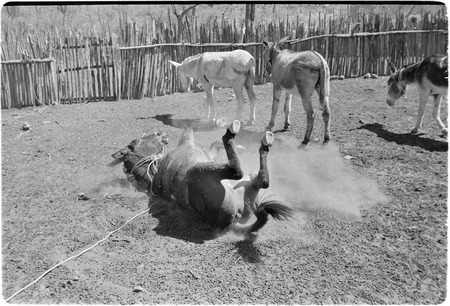 A mule rolls in the dirt in Arroyo El Infierno