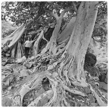 Zalate trees (Ficus palmeri) near San Borjitas