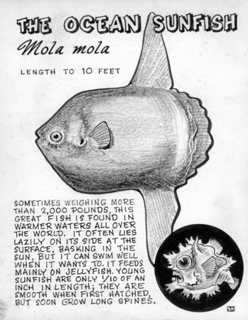 The ocean sunfish: Mola mola (illustration from &quot;The Ocean World&quot;)