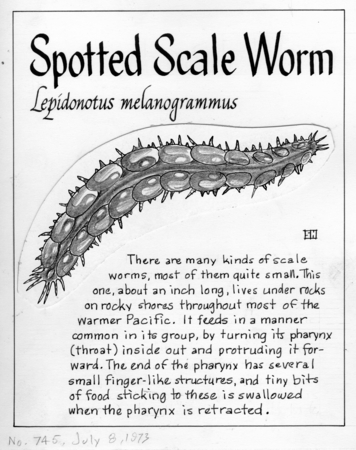 Spotted scale worm: Lepidonotus melanogrammus (illustration from &quot;The Ocean World&quot;)